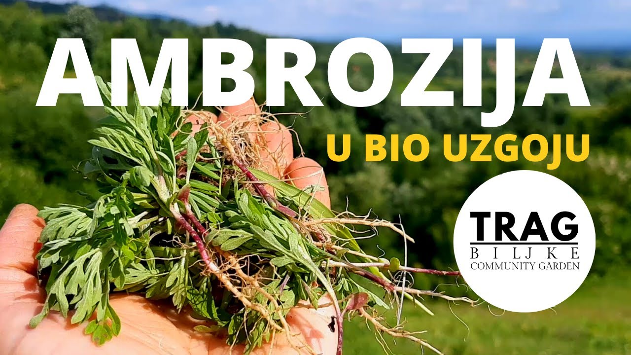 AMBROZIJA (Ambrosia artemisiifolia) U BIOUZGOJU - TEKUĆE BILJNO ĐUBRIVO-FOSFOR (2021) [TRAG BILJKE]