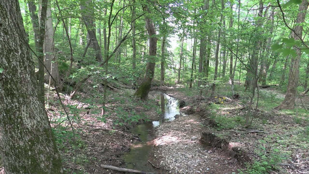 Ambient Experiences | Radnor Park | soothing creek sounds