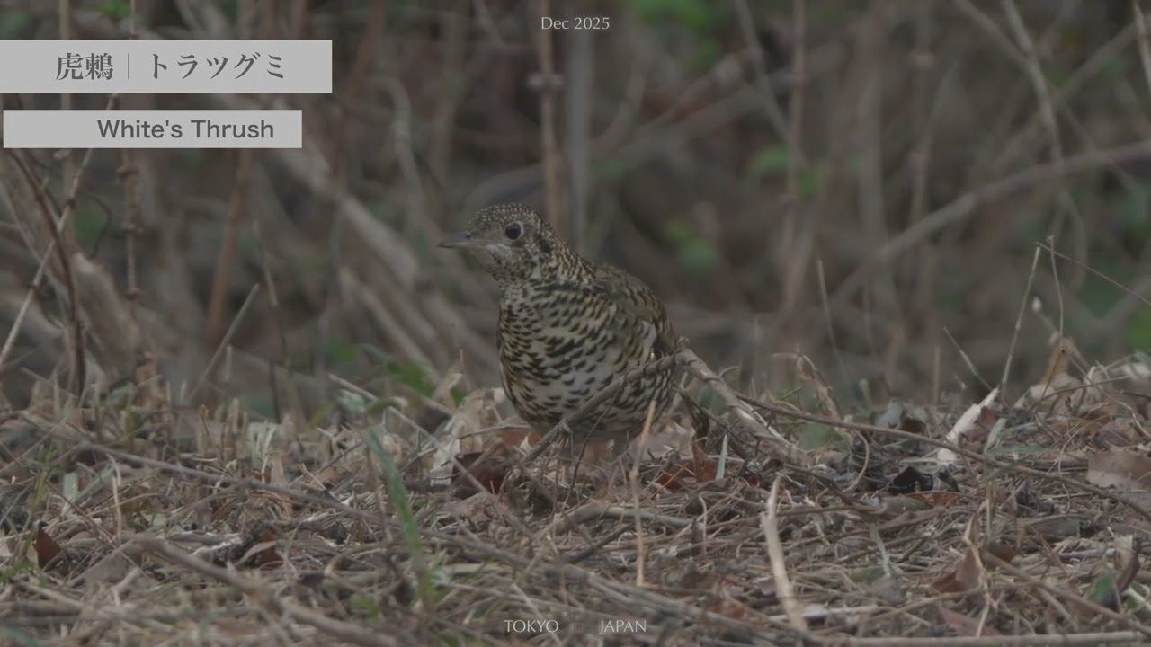 野鳥撮影】トラツグミのトラダンス White's Thrush 虎鶫 ｜八王子多摩の里山へGO 12月 探鳥 4KHDR #バードウォッチング  #birdwatching  #wildbirds