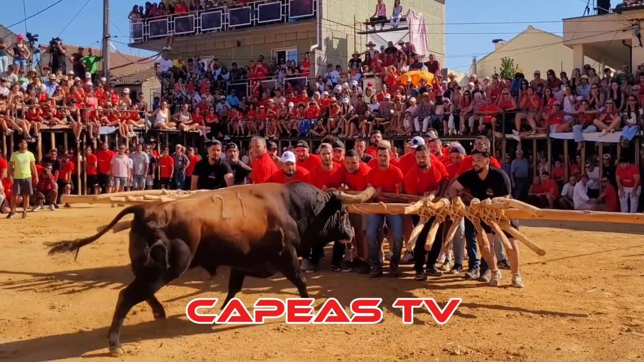 Encierro y Capea Aldeia Velha 2025
