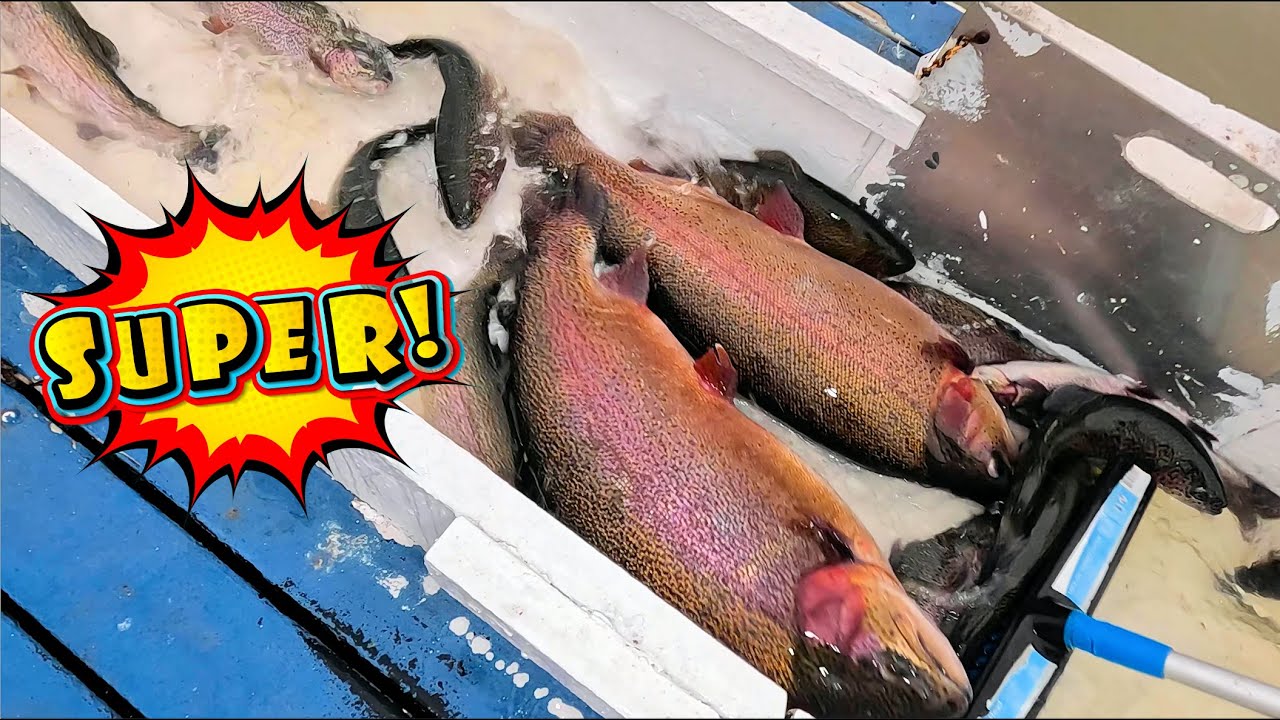 1/22/26 STOCKING MONSTER TROUT & SIERRA BOWS AT SANTA ANA RIVER LAKES