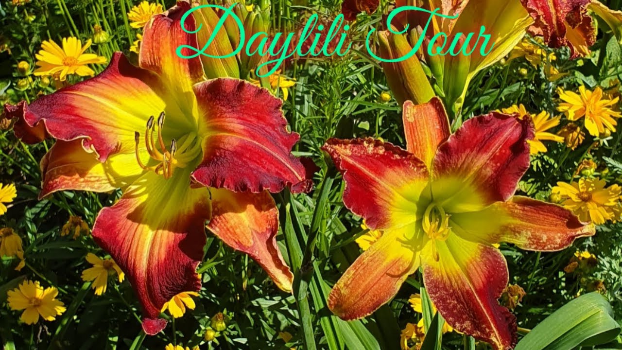 Daylili in my garden part 2