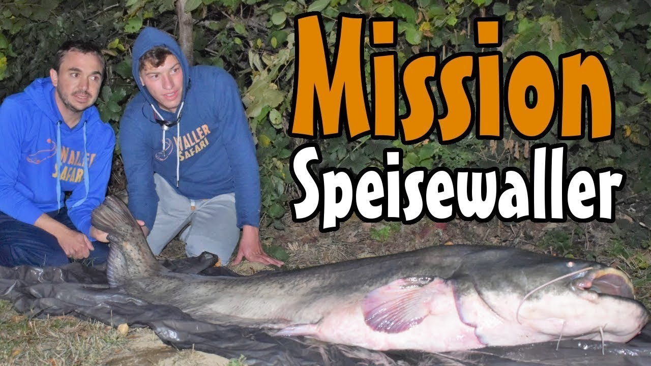 Crashkurs Wallerangeln Teil 5: Stillgew&auml;sser ohne Boot // Angeln auf Teiche und Seen vom Ufer