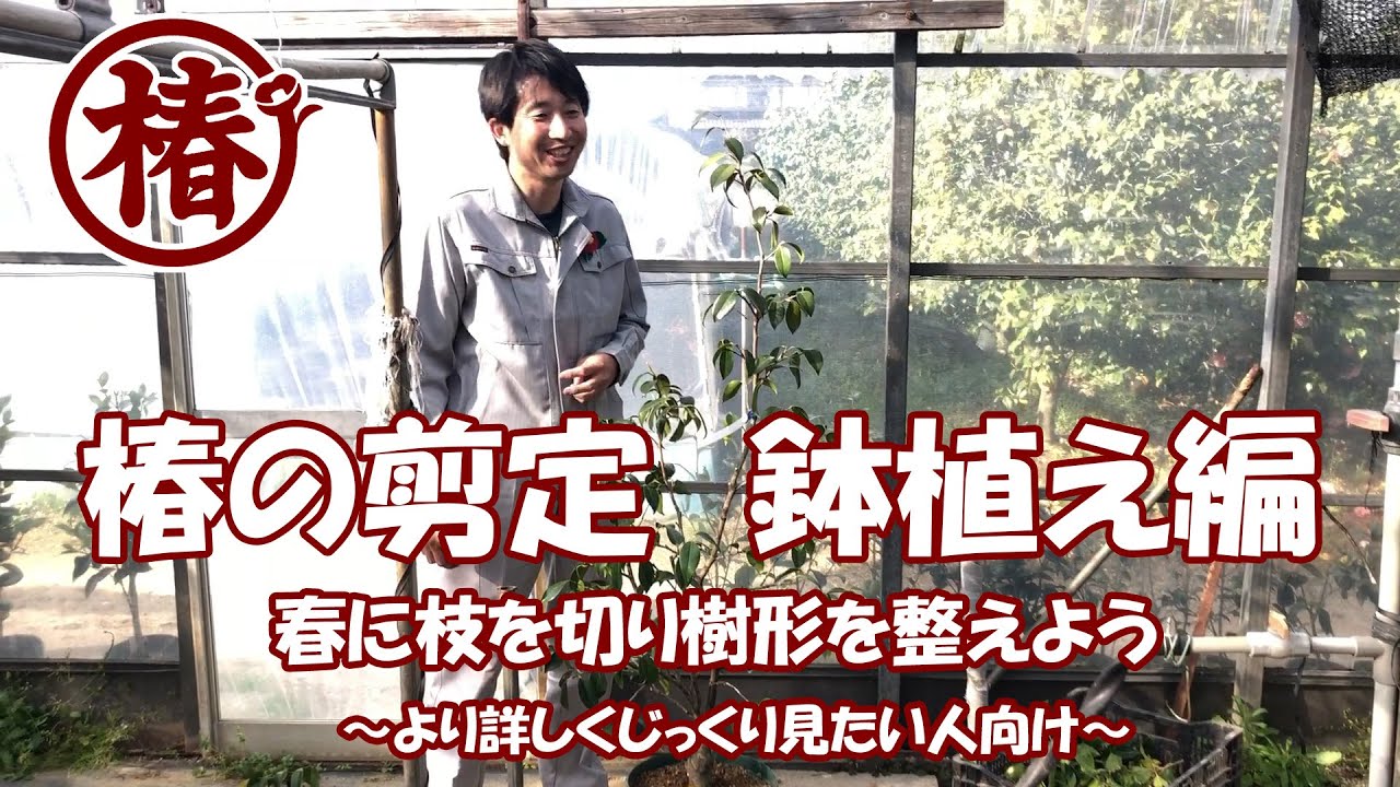椿の剪定♪ 大きな鉢植え椿の枝を整えよう！