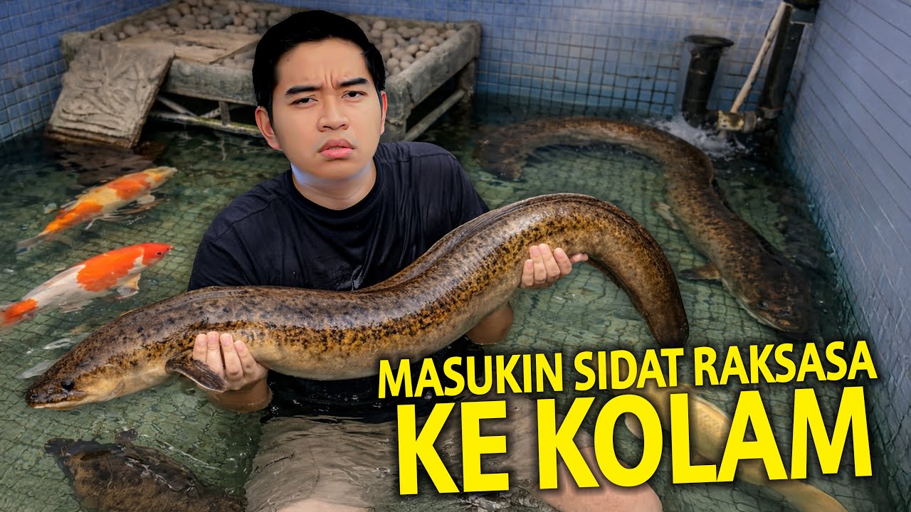 MASUKIN SIDAT RAKSASA AKU KE KOLAM! CALON PENGUASA KOLAM BARU!