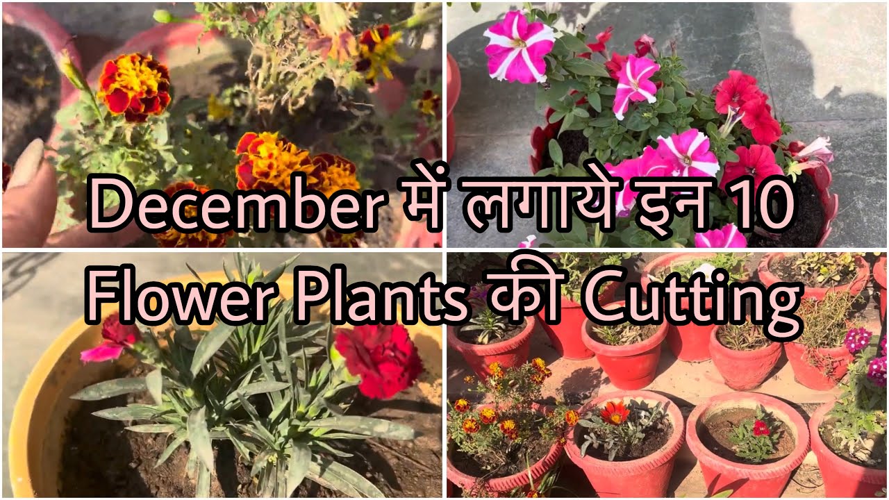 Plant These 10 Flower Plant Cuttings in Dec | Dec में ज़रूर लगाये ये 10 Flower Plants की Cutting 🪴 