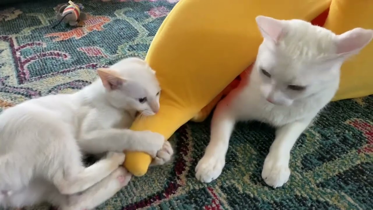 Cat and Kitten Banana Playtime! 🍌