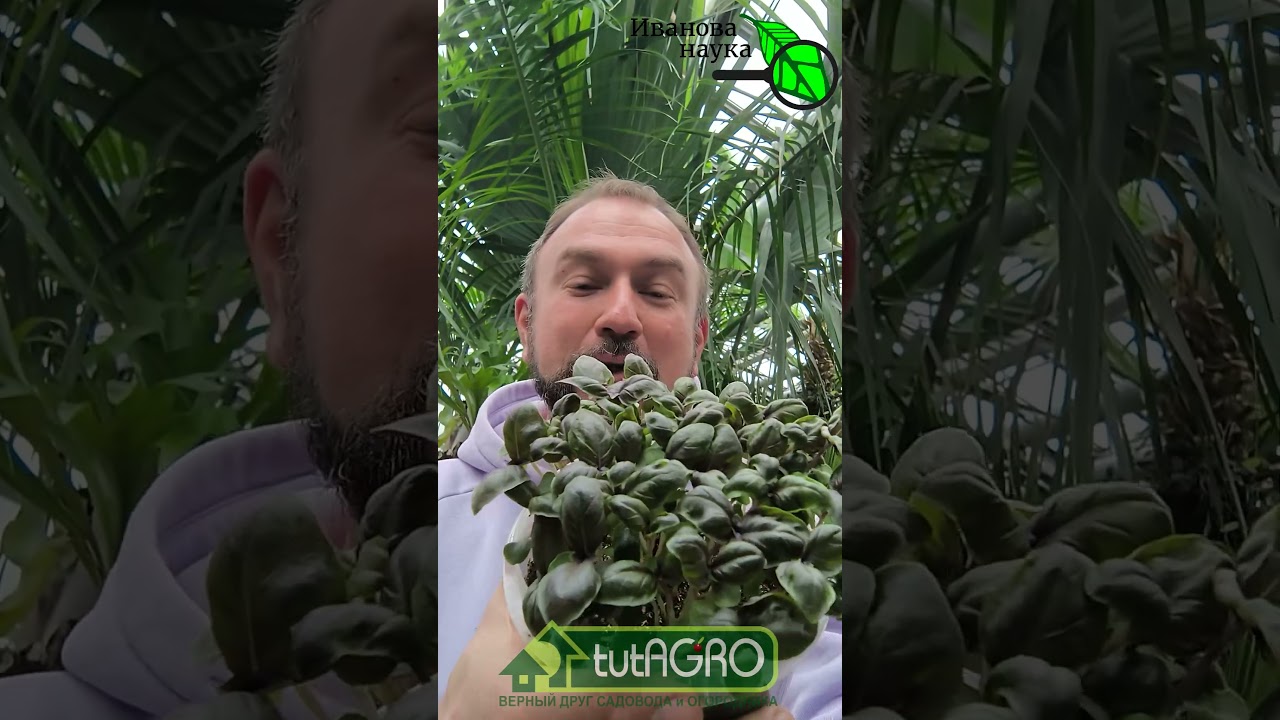 БАЗИЛИК растет ковром! Растим базилик БЕЗ ХИТРОСТЕЙ. Как выращивать базилик через рассаду. #огород