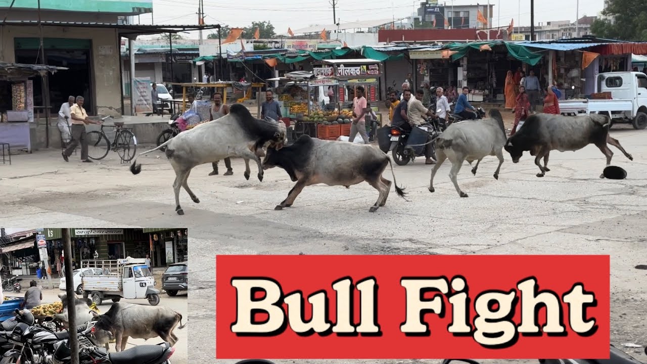 #vlog26 Bull Fight || Intense Bullfighting Scene || लड़के की जान बच गई 🐮🐂🐂