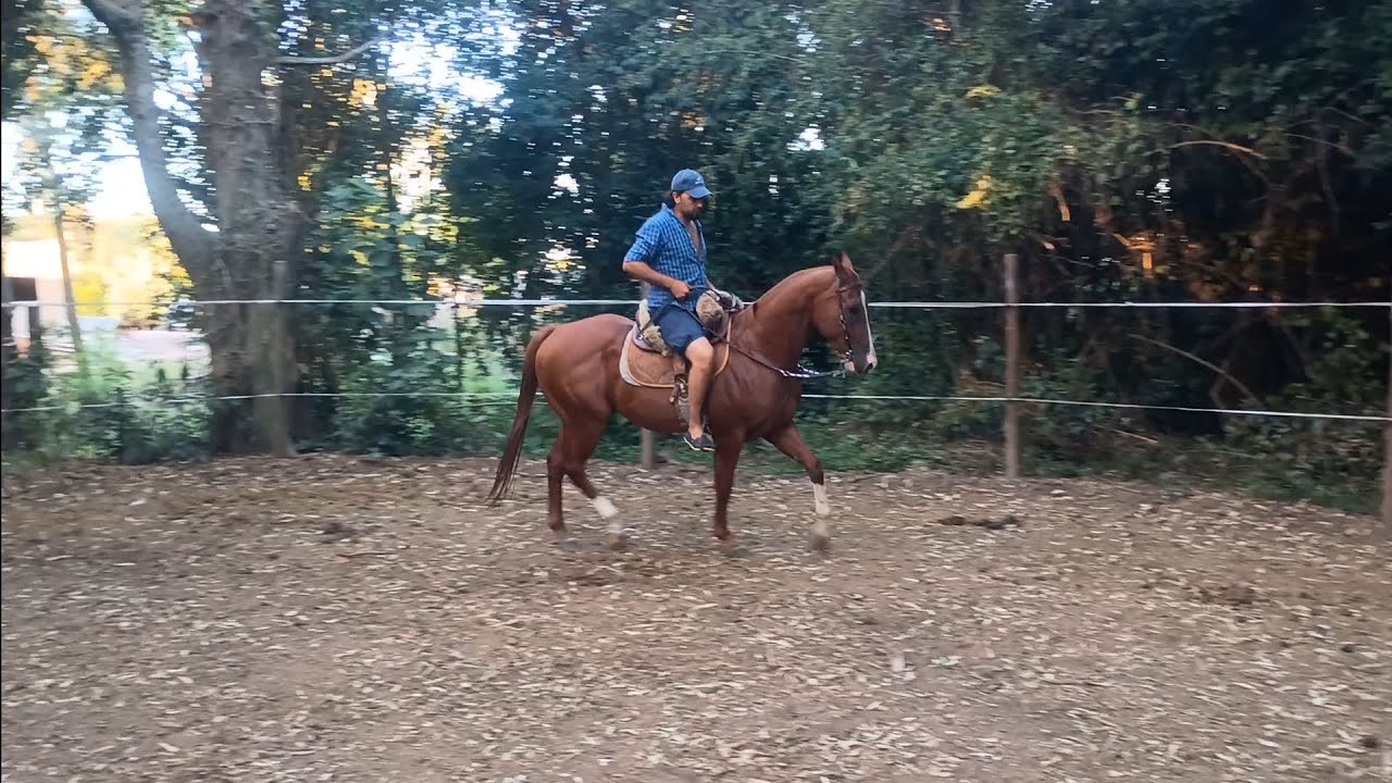 VISITAMOS A LOS AMIGOS DE ESTUD LA GATEADA Y EL ROSILLO 🐎🧉🤠
