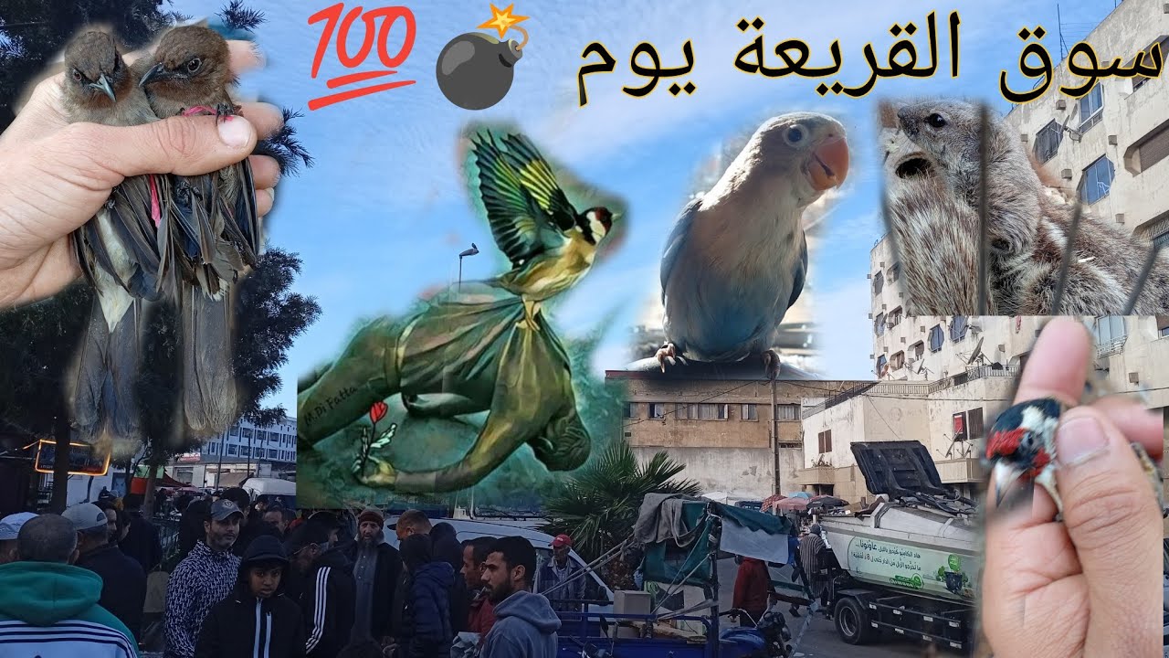 سوق القريعة اليوم  لجميع عشاق طيور الزينة بأثمنة مناسبة جداً 🤯🔥🪺💯👑#سوق_القريعة