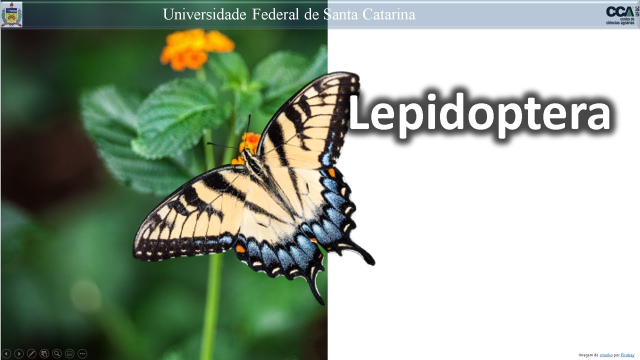 Lepidoptera