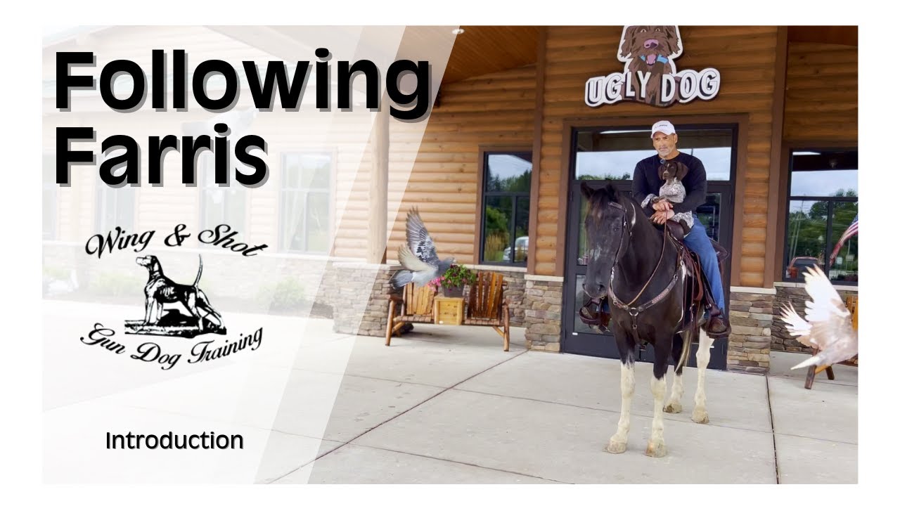 The do's and don'ts of taking a versatile GSP puppy from start to finish through bird dog training.