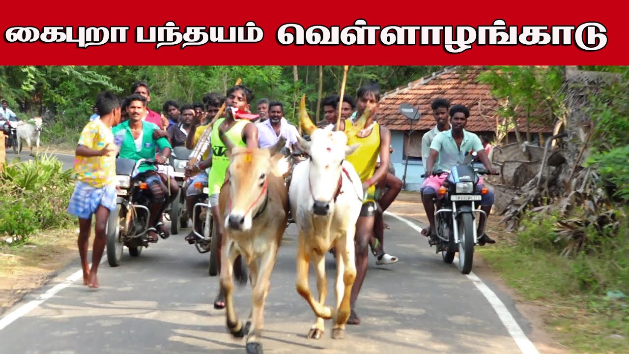 1கைபுராபந்தயம்-வெள்ளலங்காடு -24.03.2023#krish_studio