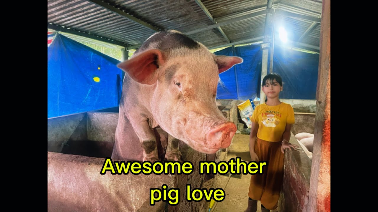 Awesome mother pigs_The piglets with their mother are amazing. Fighting the epidemic season. 