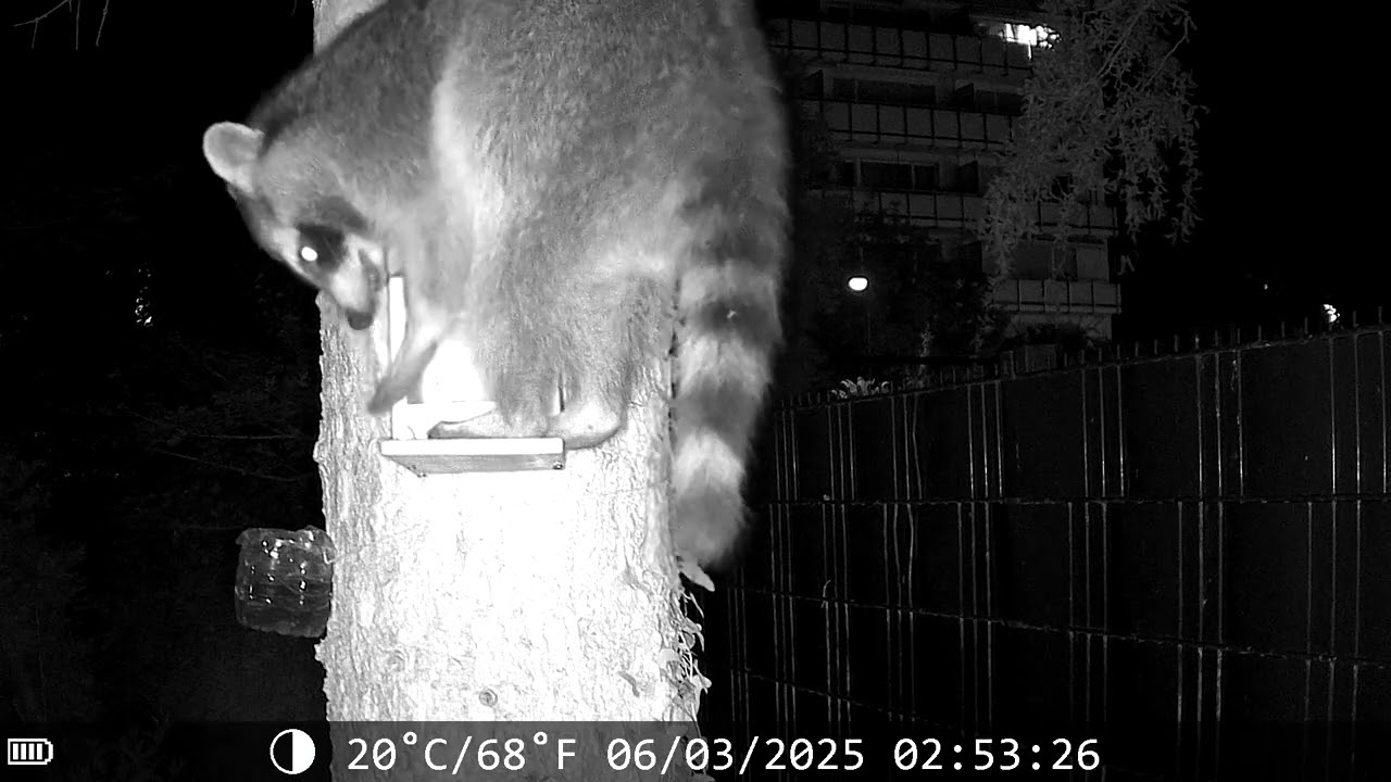 Raccoon at night