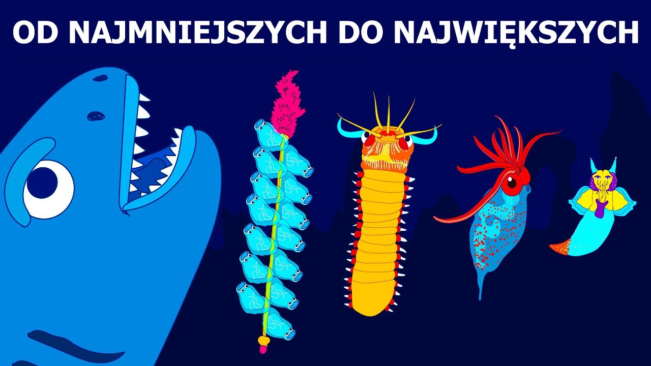 Stworzenia morskie