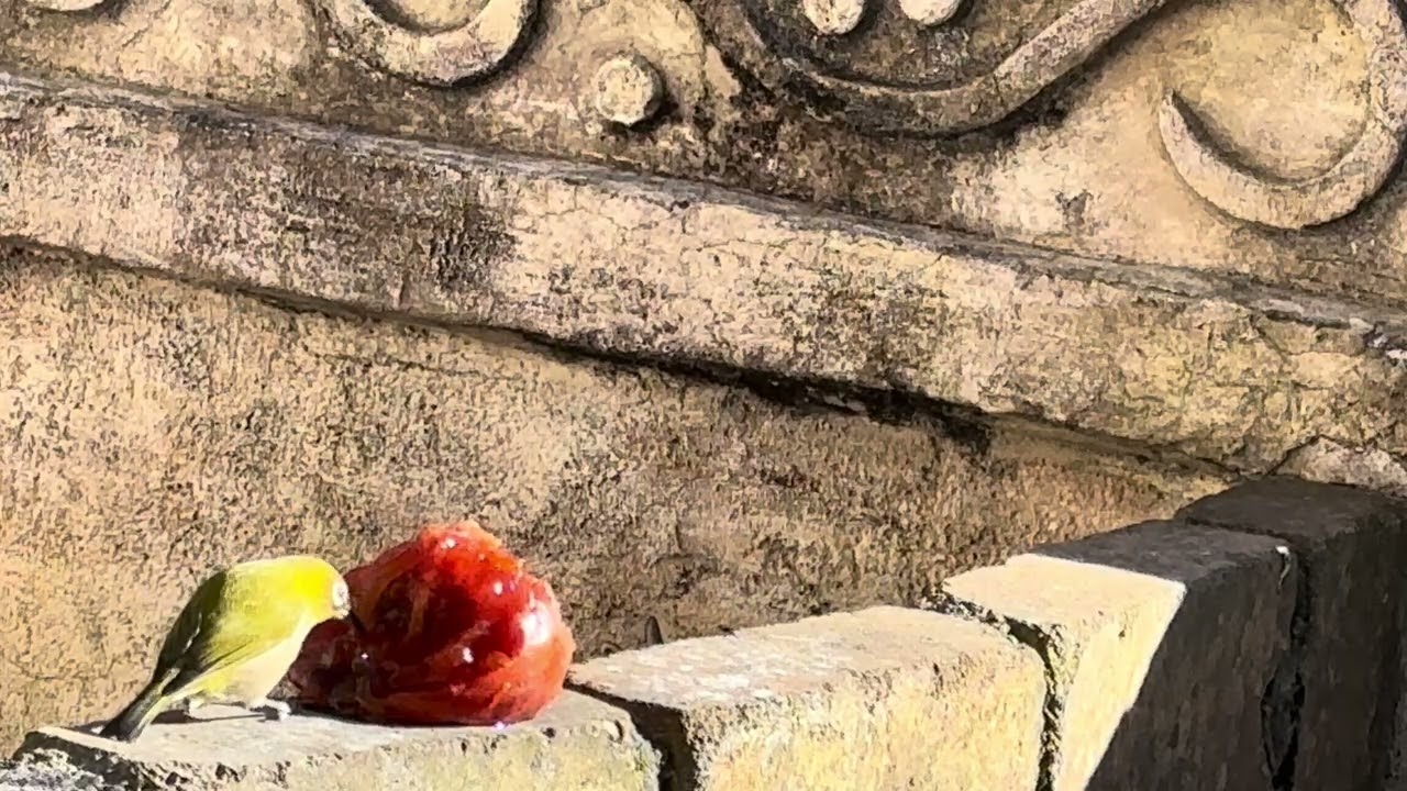 【猫の喜ぶ動画】柿を食べるメジロに猫ちゃんは釘付け🐈