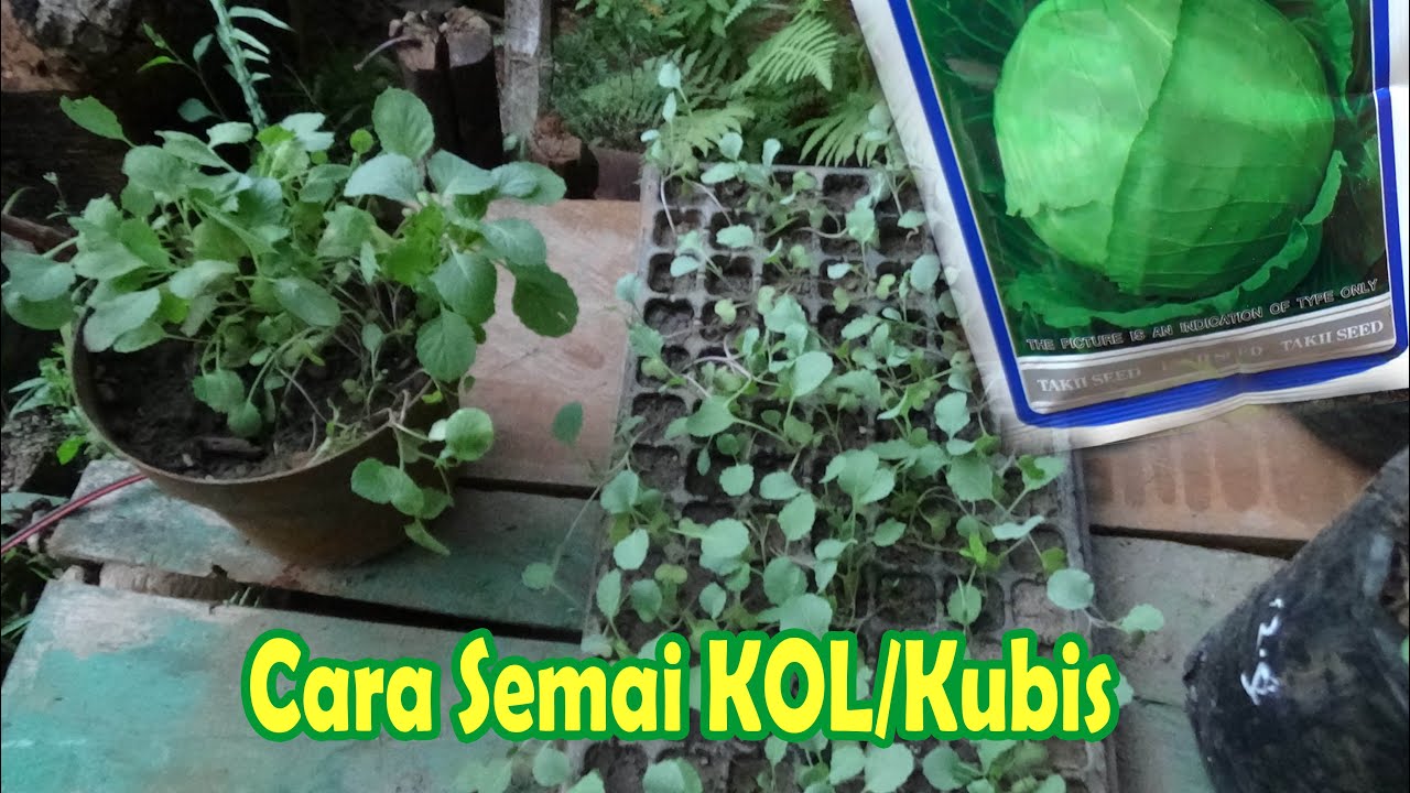 Tahapan Semai KOL atau KUBIS dari Biji Agar Tumbuh Subur dan Sehat