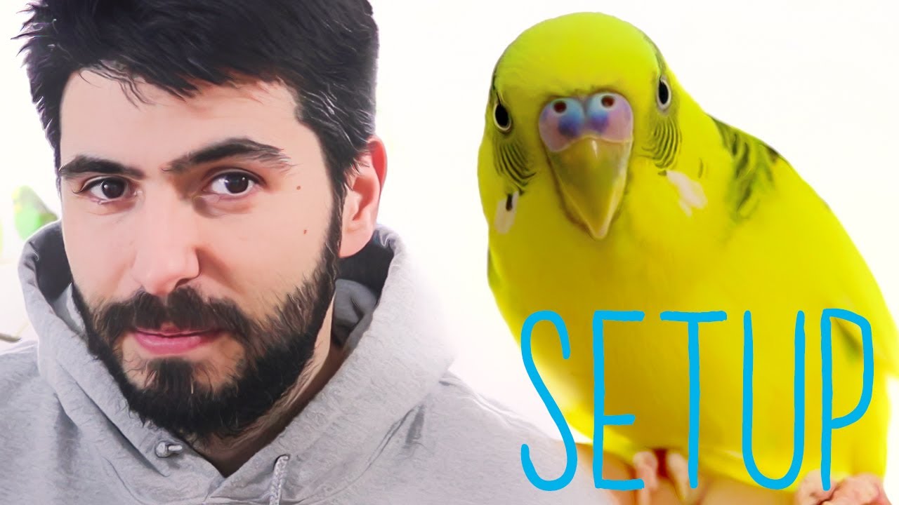 How to Properly Setup Budgie cage?