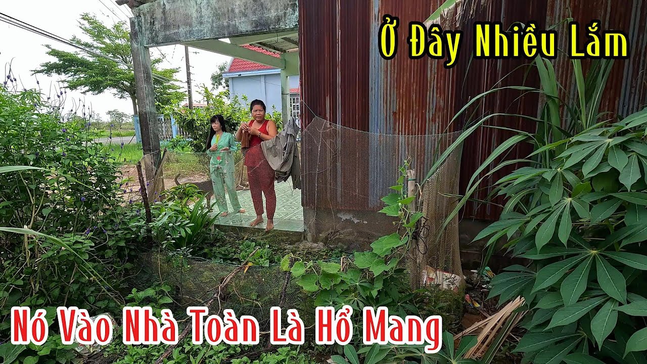 Dân Làng Ở Đây Ăn Ngủ Không Ngon Vì Rắn Độc Quá Nhiều Nó Bò Vào Nhà Liên Tục | Mười Thương Săn Bắt