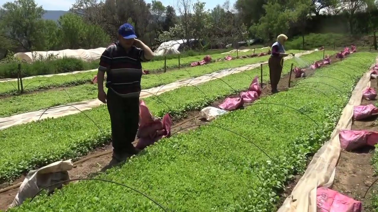 TÜTÜN OCAĞI NASL YAPILIR  TÜTÜN FİDESİ  foto ayfa