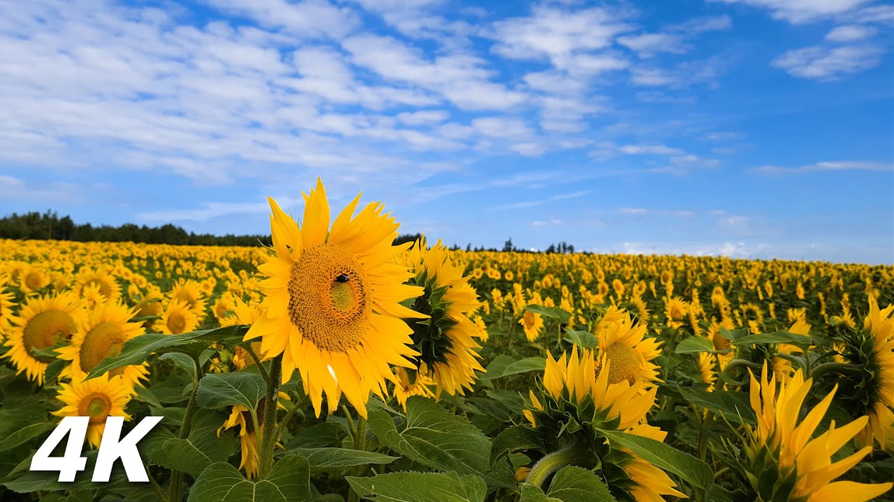 To The Sunflower Fields - ASMR Relaxing Afternoon Walk In Nature 4K