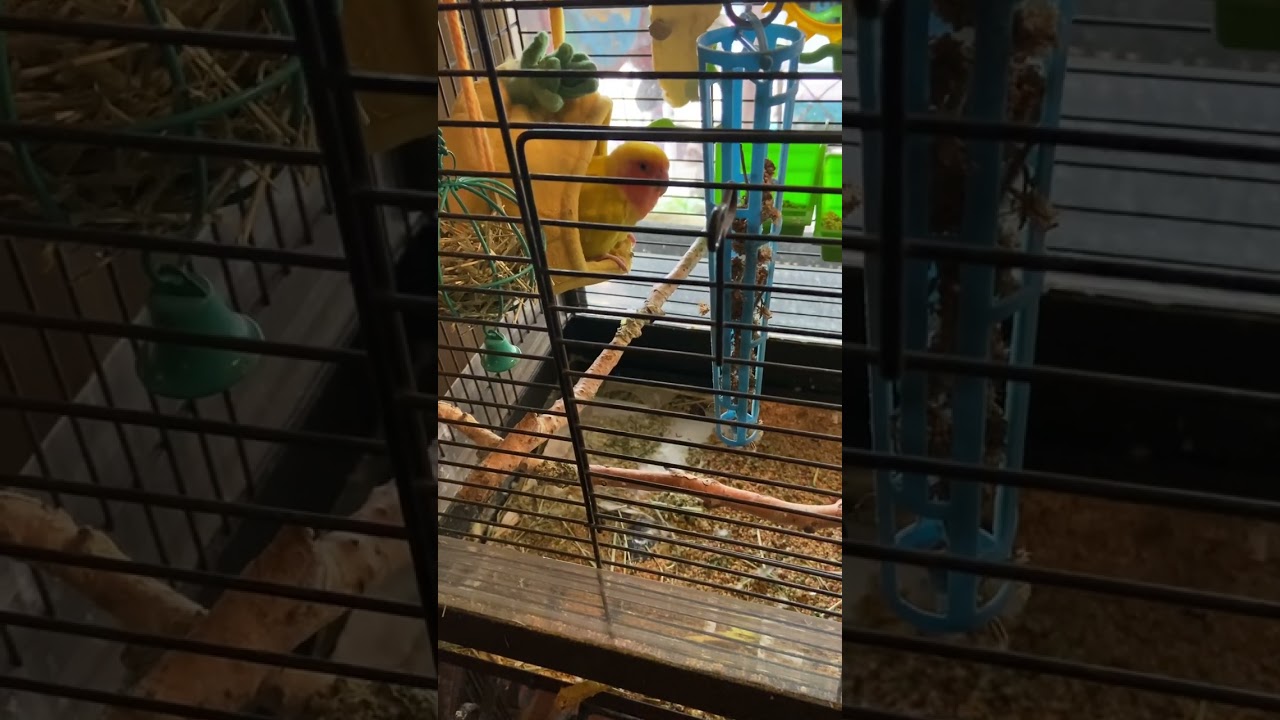 Pretty Bird