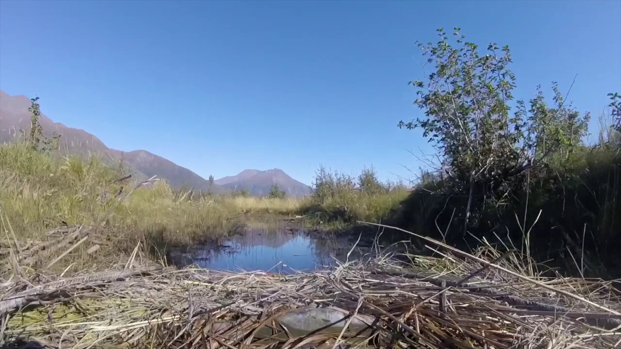 Beavertail Final Attack grassed up and ready to hunt