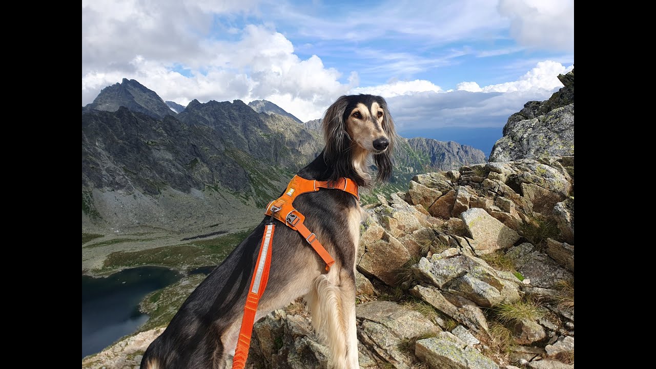 Koprowy Wierch - Z Chartem Perskim Saluki w Tatrach Wysokich
