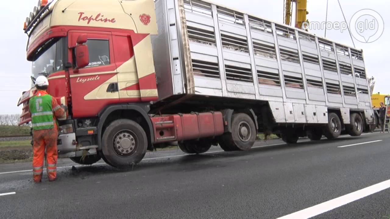 A15 bij Deil weer helemaal open na ongeluk met vrachtauto vol varkens
