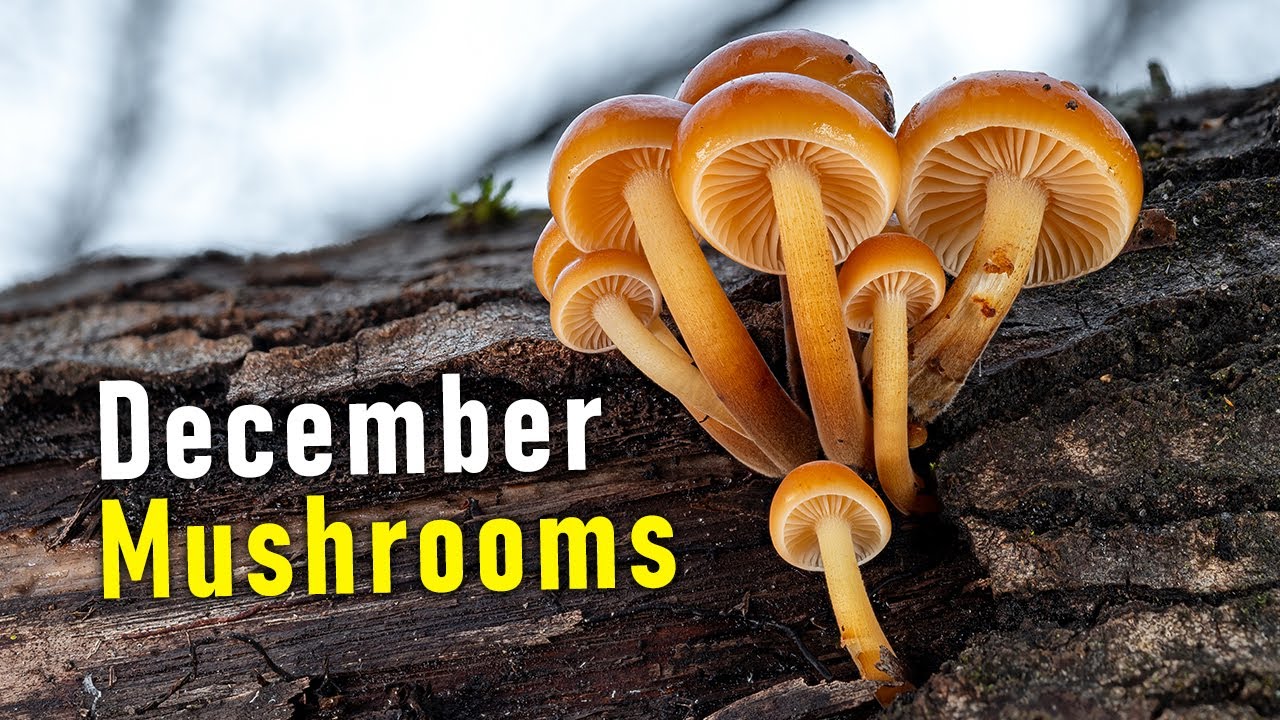 December Mushrooms And The 2024 Mushroom Season Overview - Velvet Shanks | Enoki | Oyster Mushroom