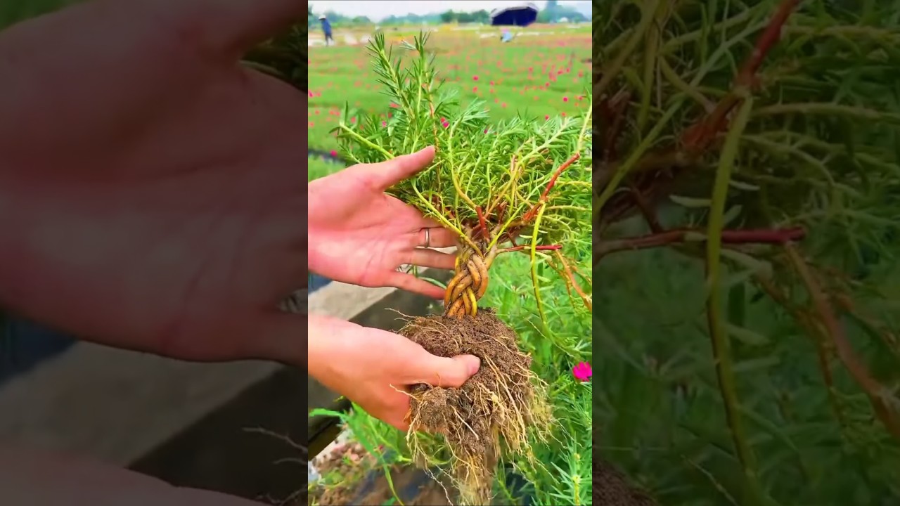 Review farmer harvesting portulaca flower #shorts #garden #gardenflower #viralvideo