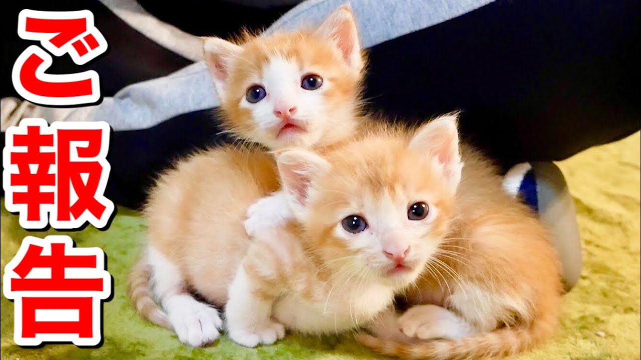 生後２６日目の子猫のご報告。【保護猫】
