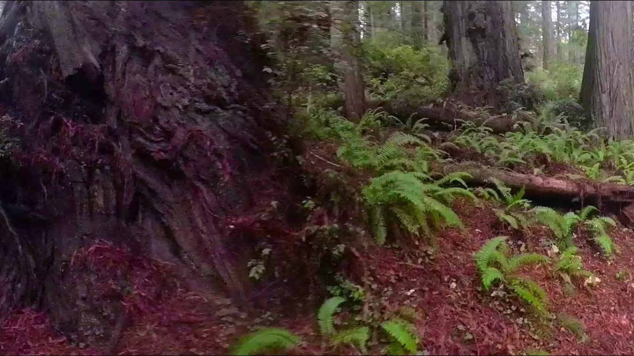 Find Your Peaceful Redwoods: Trillium Falls Trail