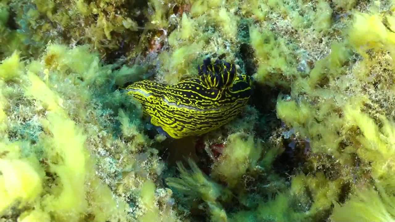 Plong&eacute;es &agrave; Tenerife avec Coral Sub