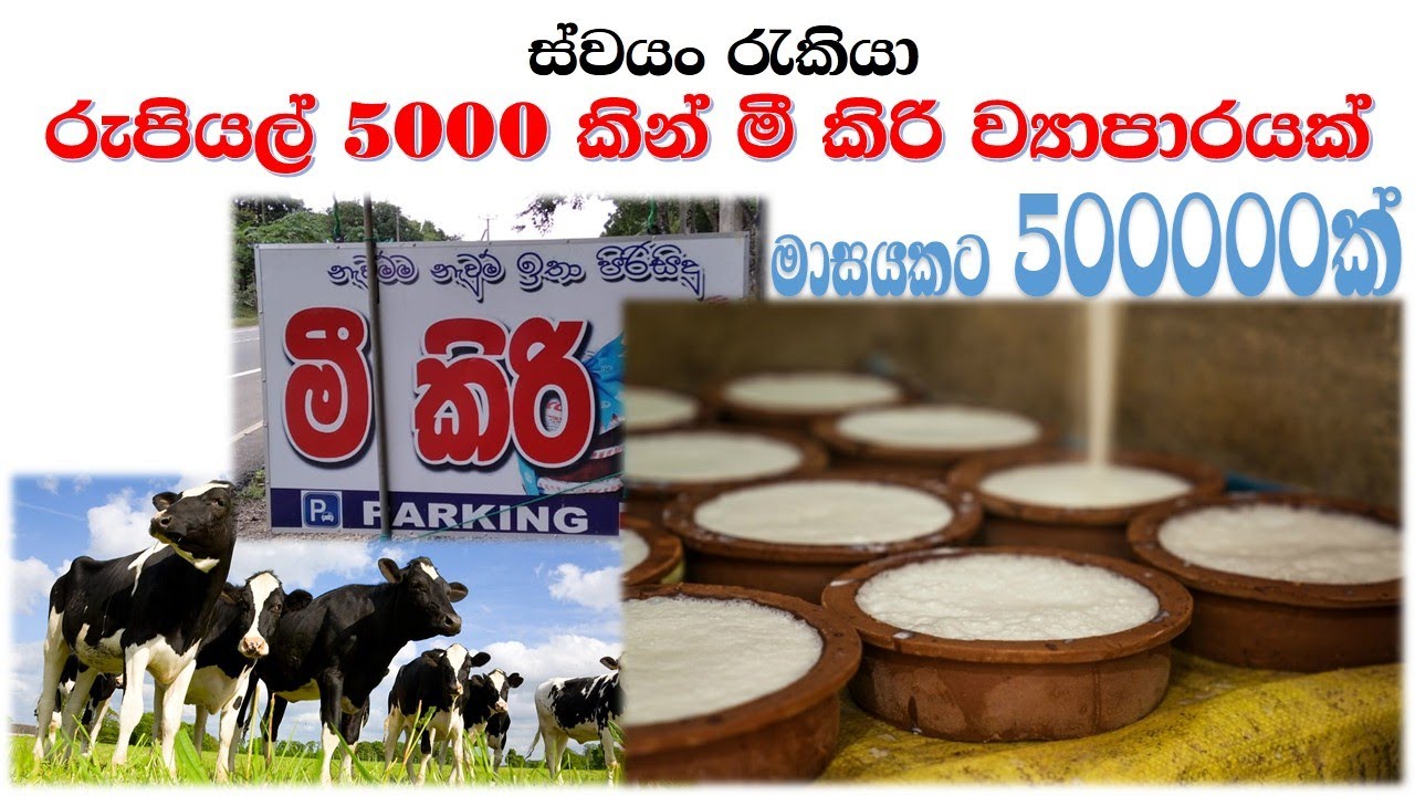 මී කිරි ව්&zwj;යාපාරයක් ආරම්භ කරමු | ස්වයං රැකියා | milking |mee kiri/ Self-employment | Sl edu tv