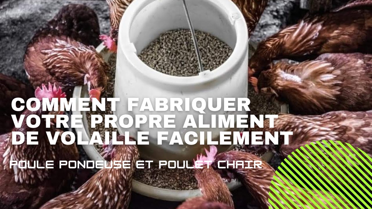 Formulation d'aliments de volaille : comment faire votre propre aliment de volaille