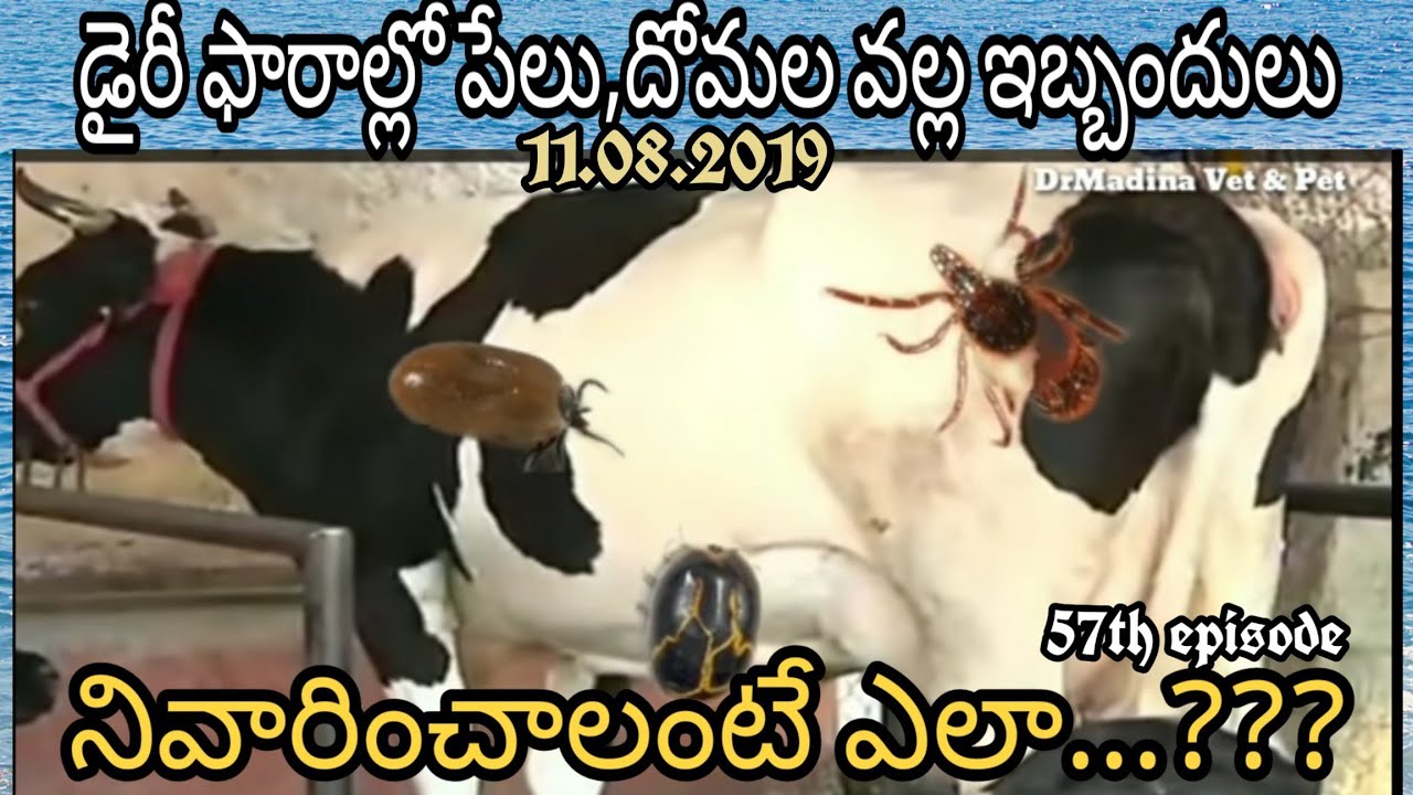External parasites in animals - Prevention - Precautions
