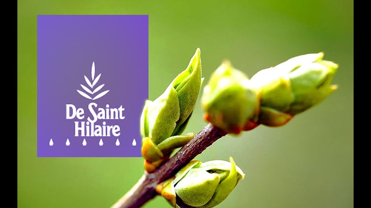Distillerie de Saint-Hilaire