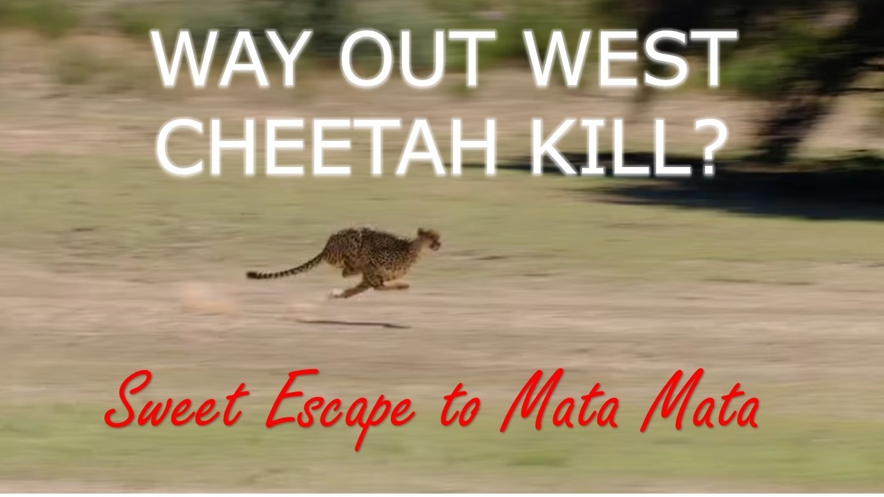Mata Mata | Kgalagadi Transfrontier Park | Cheetah hunt | Way Out West