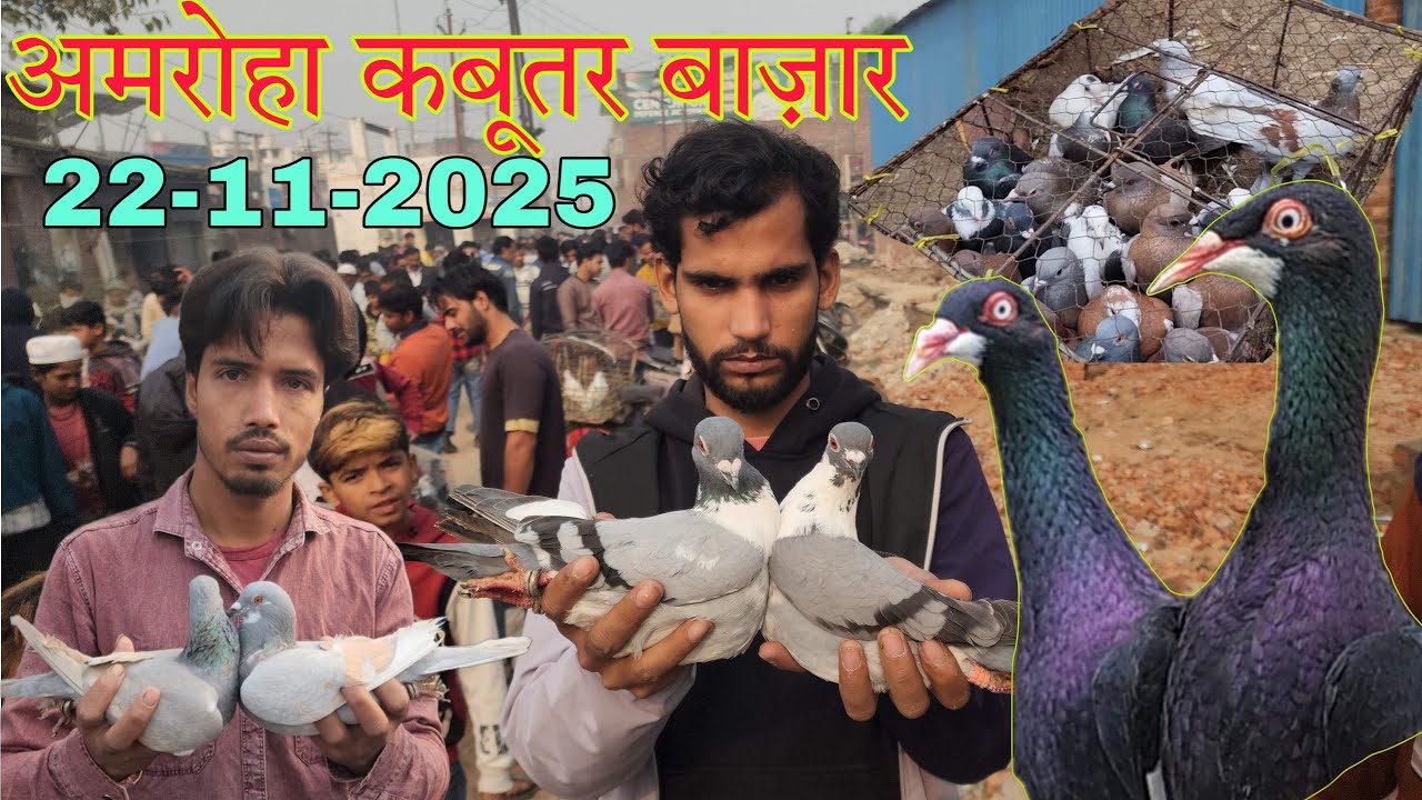 Amroha kabootar market 🕊️ 22-11-2025. अमरोहा कबूतर बाज़ार। Gola kabootar market
