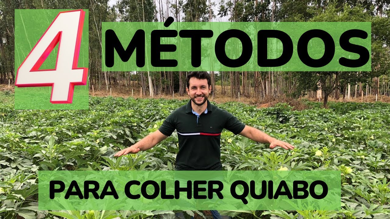 COMO Colher Quiabo - 4 Métodos de Colheita.