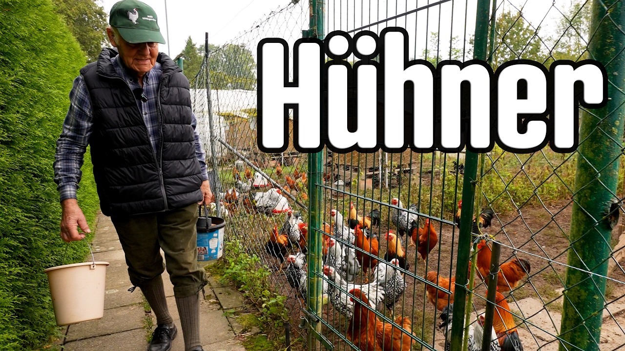 Schreckmoment Hühnerrundgang Edu Sept. 2024: Hennen verkaufen, Hähne halten, Hühner Fachgespräch