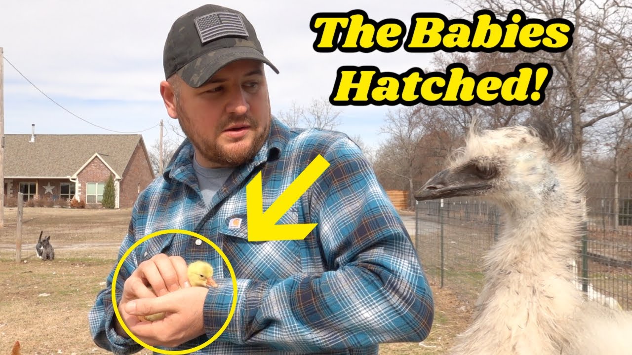 THE EGGS HATCHED, BUT WE NEVER EXPECTED THIS FROM THE EMU'S!