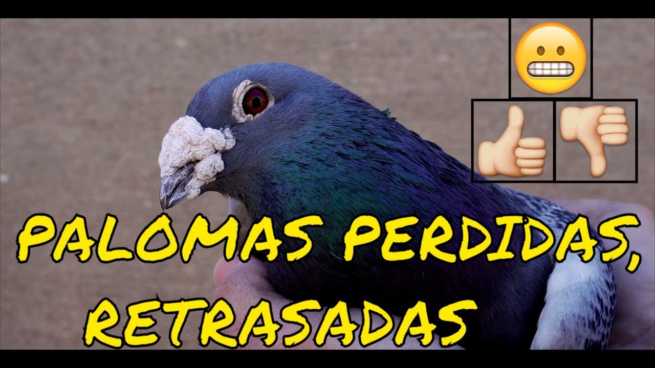 Palomas perdidas, retrasadas. &iquest;Bueno o malo?&iquest;Qu&eacute; hago?👍 👎