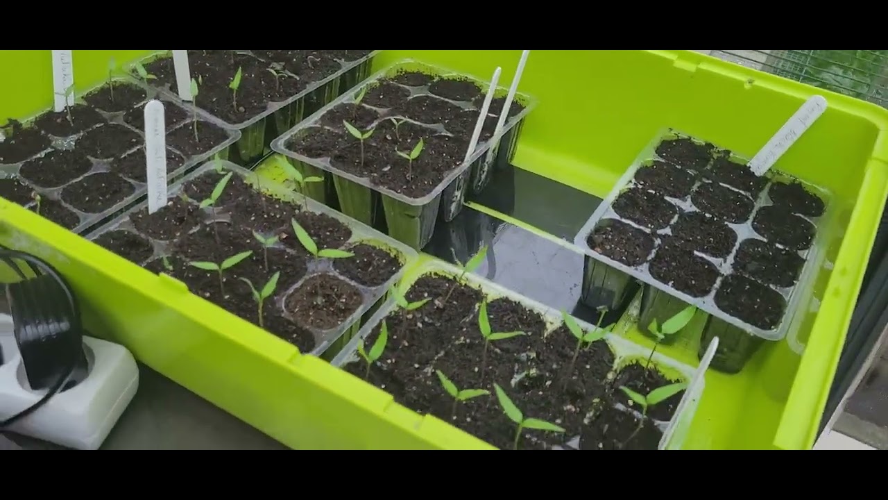 réalisez vos semis de tomates