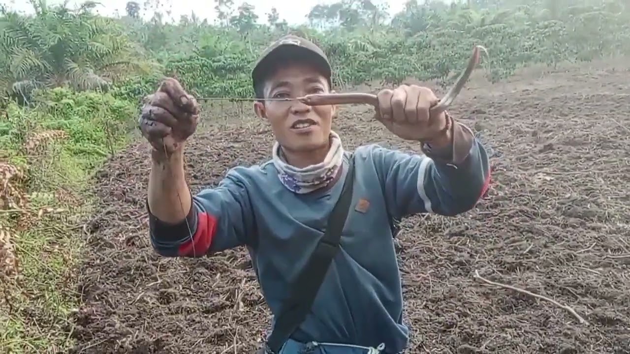 Mancing belut super besar