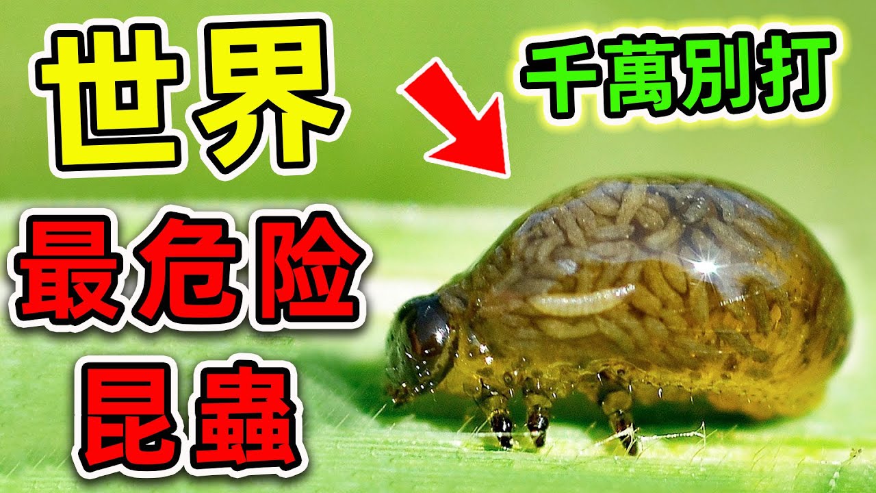 全世界最危險的10種昆蟲！每年數十萬人因它喪命，第一名看見千萬別打。|
