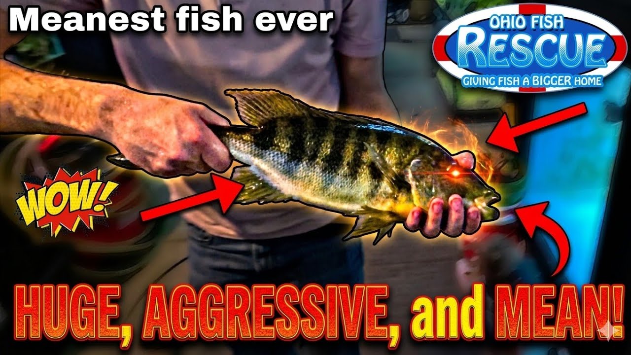THIS FISH IS PURE EVIL. Meet the Giant Emperor Cichlid